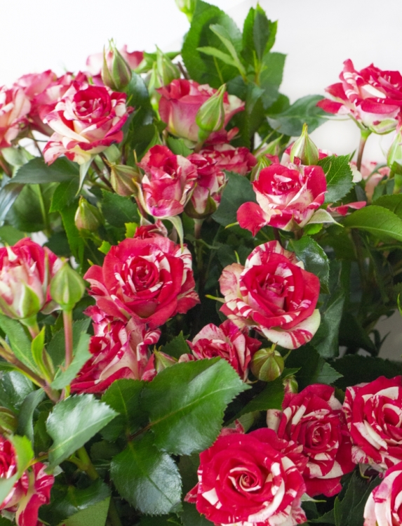Букет из красно-белой куствой розы - вид 2 миниатюра